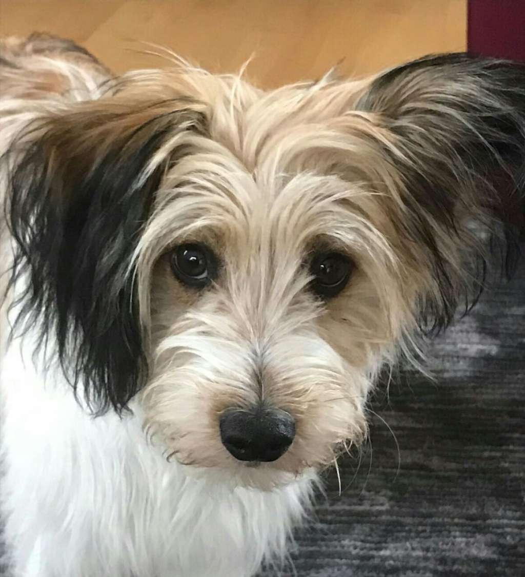 Book of Love Star of Golden Lily