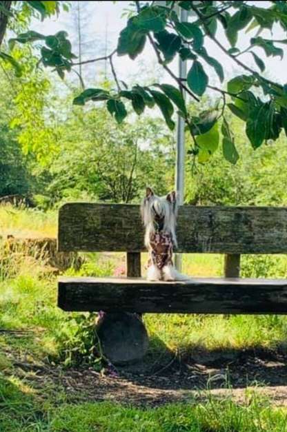 Be my Charming Dream Star of Golden Lily