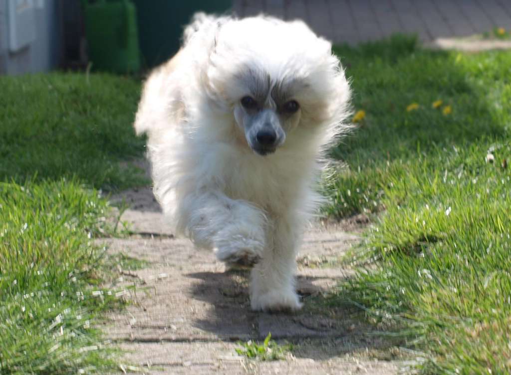 Bonjour ma Cherie Star of Golden Lily