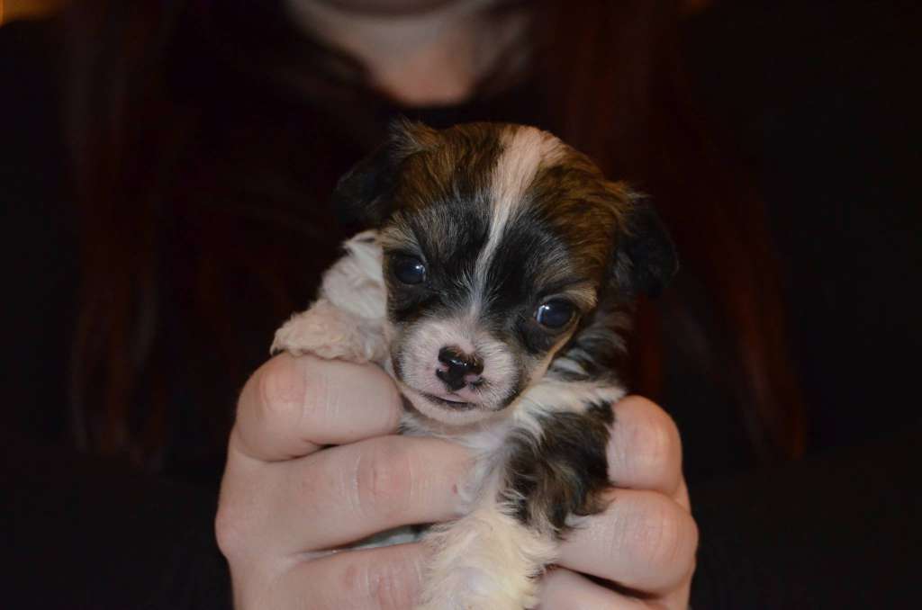 Estillinis Lady Blackhawk