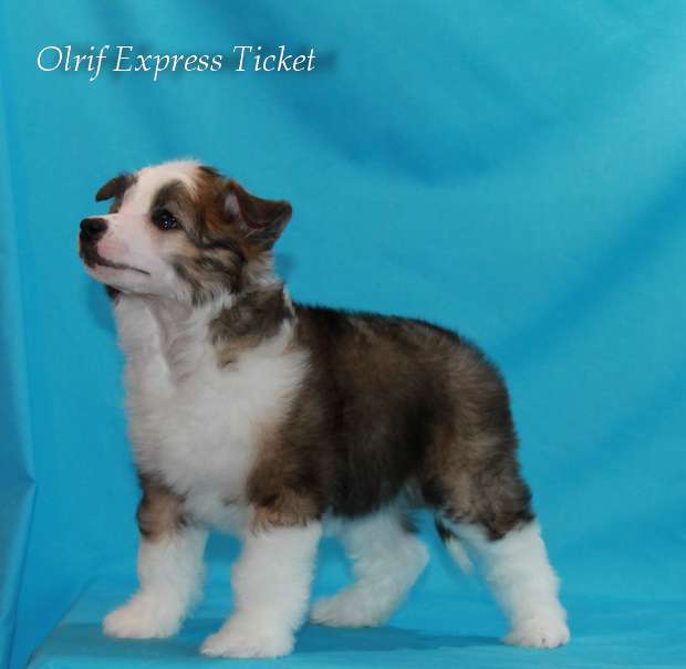 Olrif Express Ticket