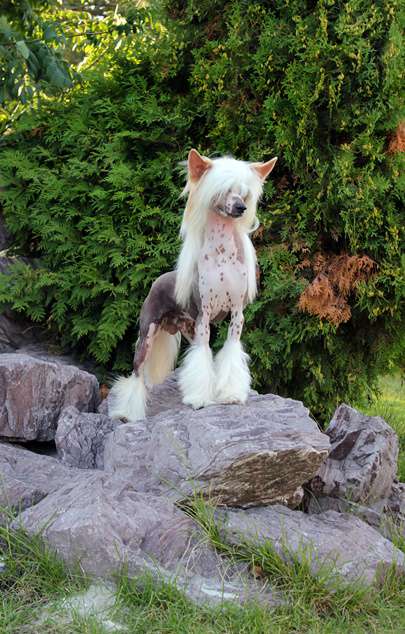 Via Della Seta Golden Legend