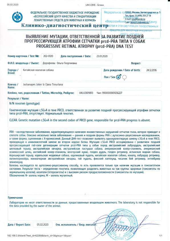 Jackanapes Joker iz Clana Timurlana