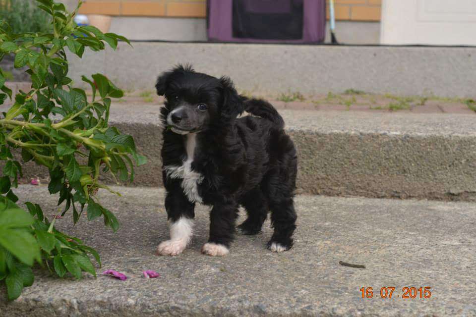 Miinuksen Cute Fairy