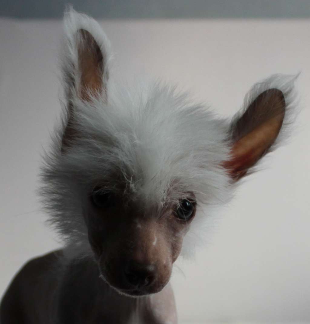 Juli Du Jay iz Clana Timurlana