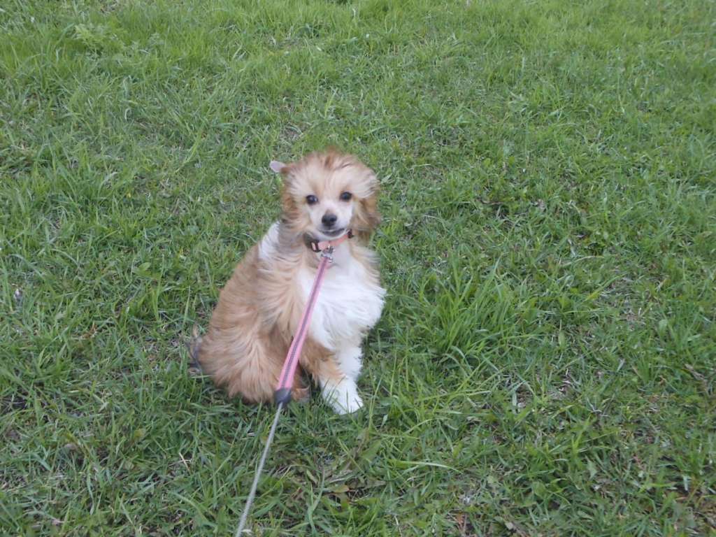 Charuyuschiy Soblazn Primaveyra