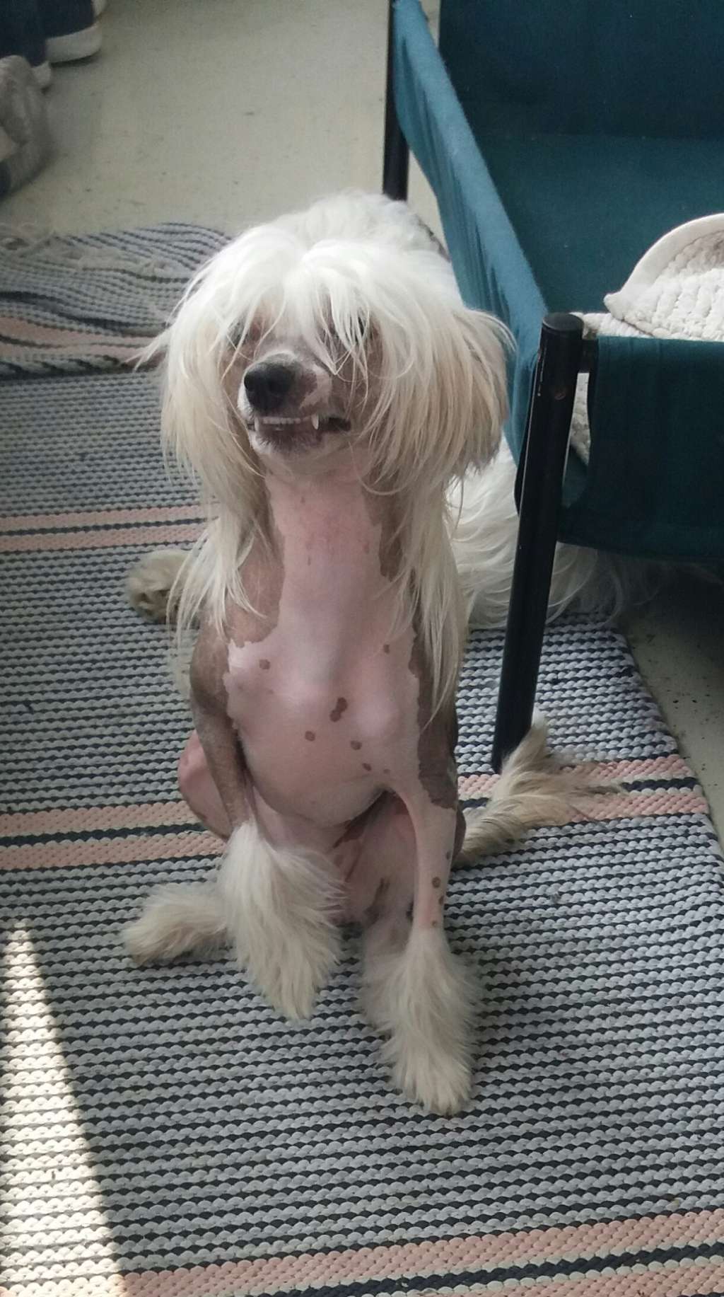 Apinapartion Crazy In Love