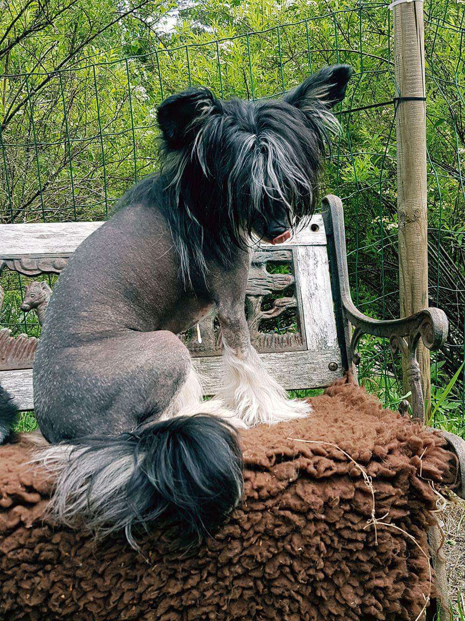 Apinapartion  California Bikini Girl