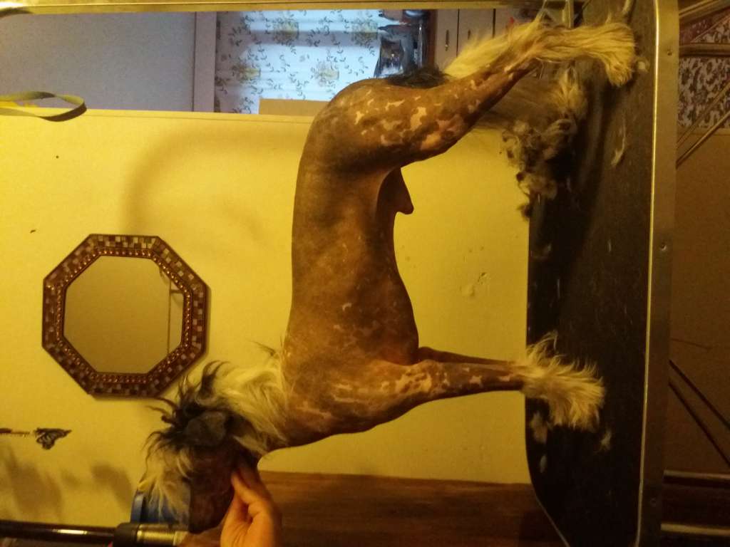 Apinapartion Cadilac Big Dream