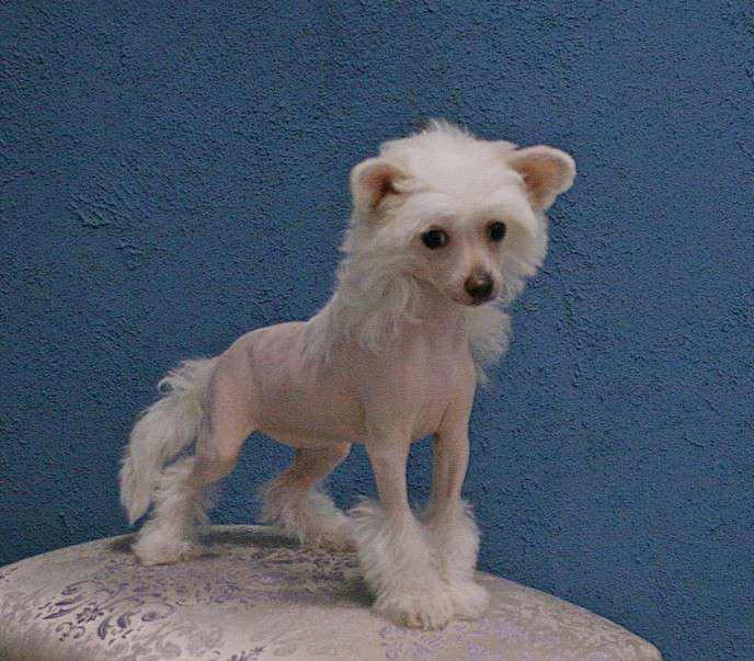 Angel O' Check Shahrazada