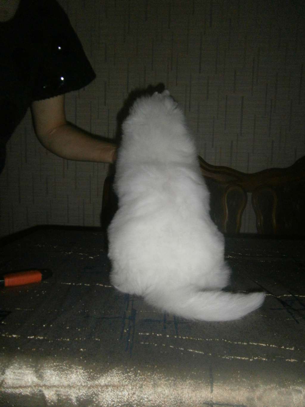 Parade Myself Around Pinky-Ray