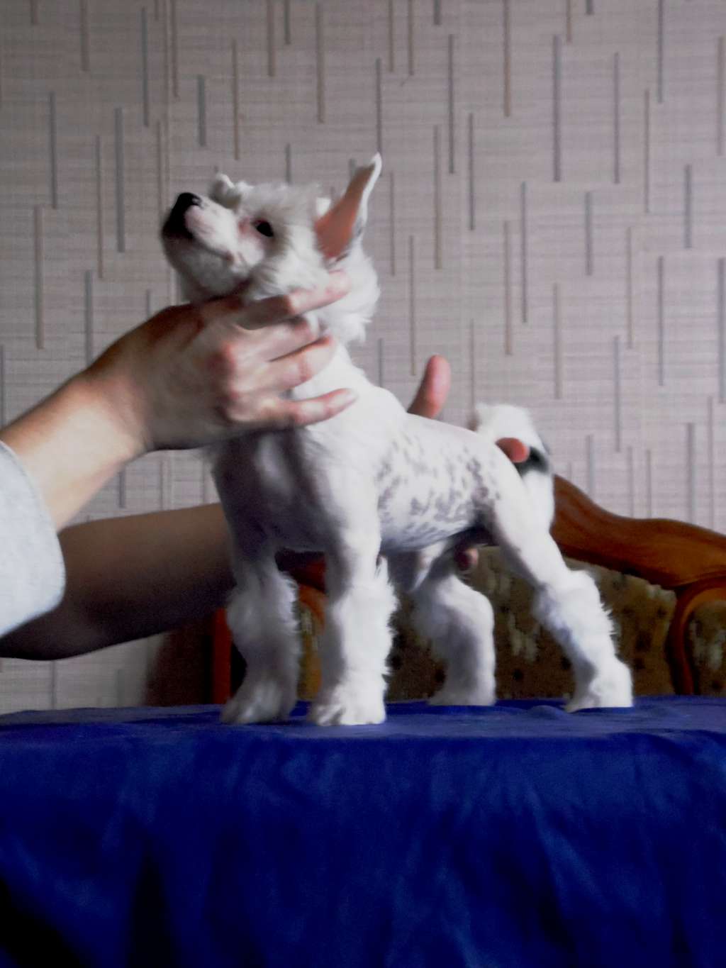 Perfect Diamond Exclusive First