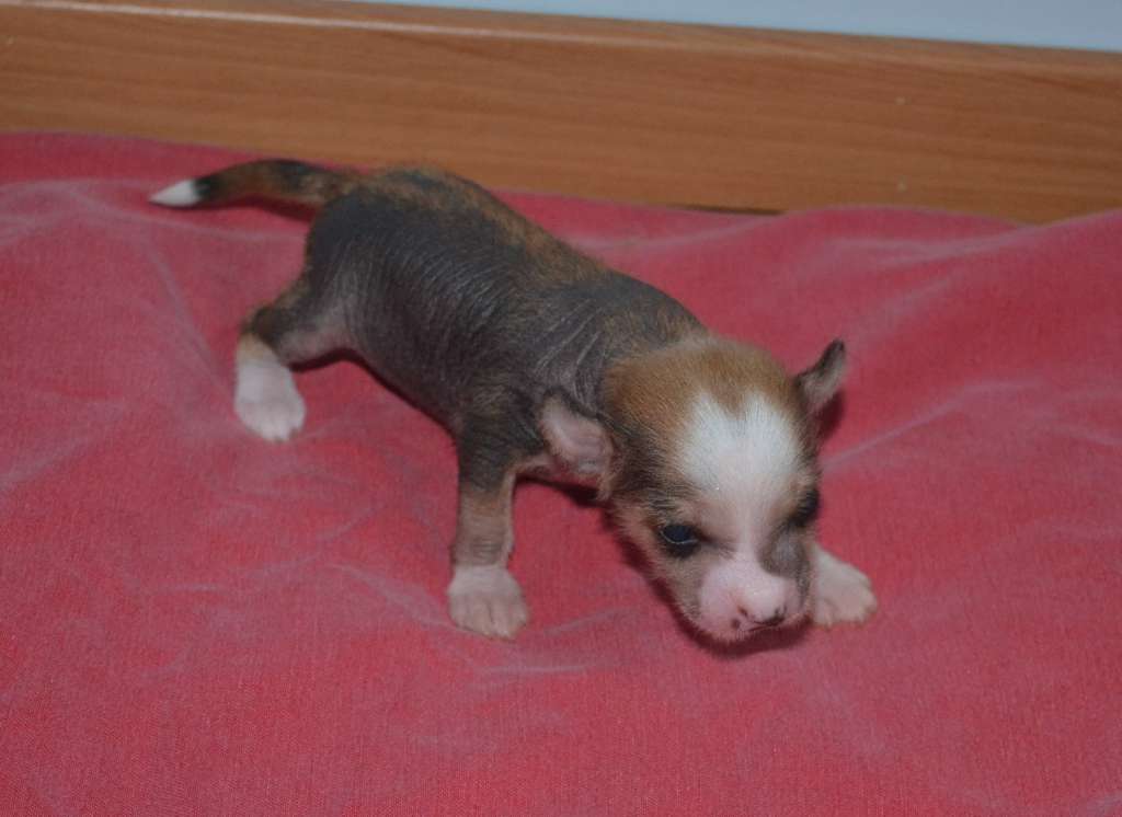 Mojiska de l'Orée des rêves