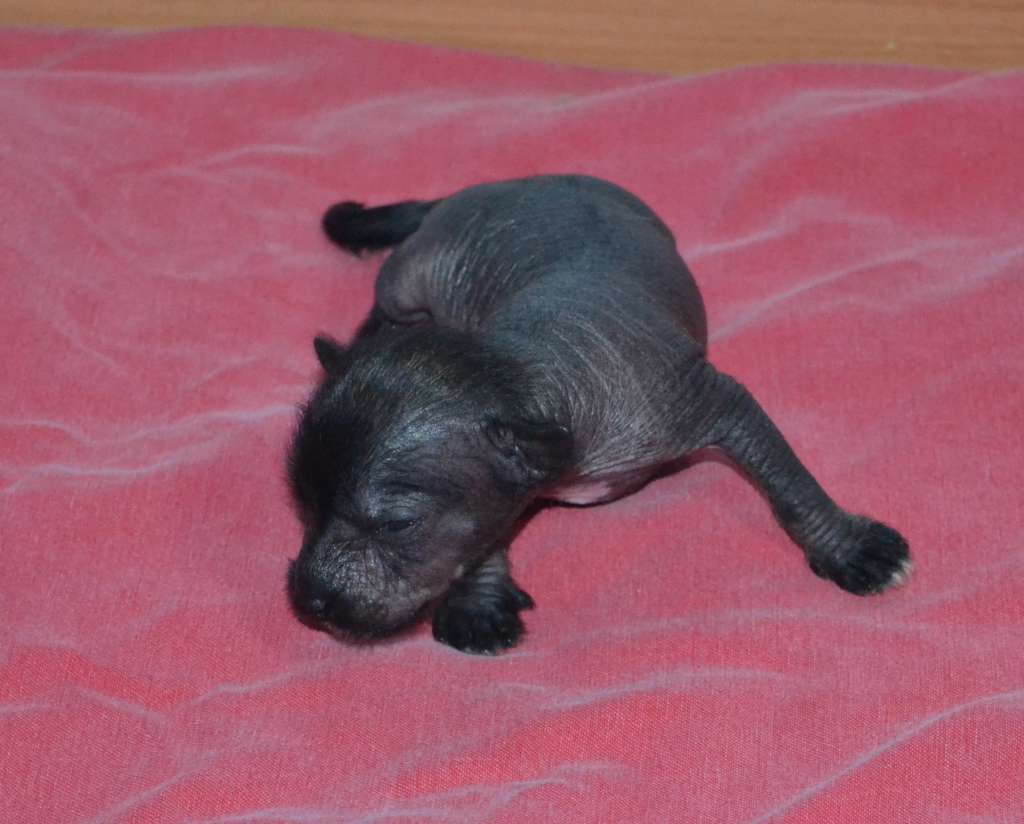 Majestic de l'Orée des Rêves