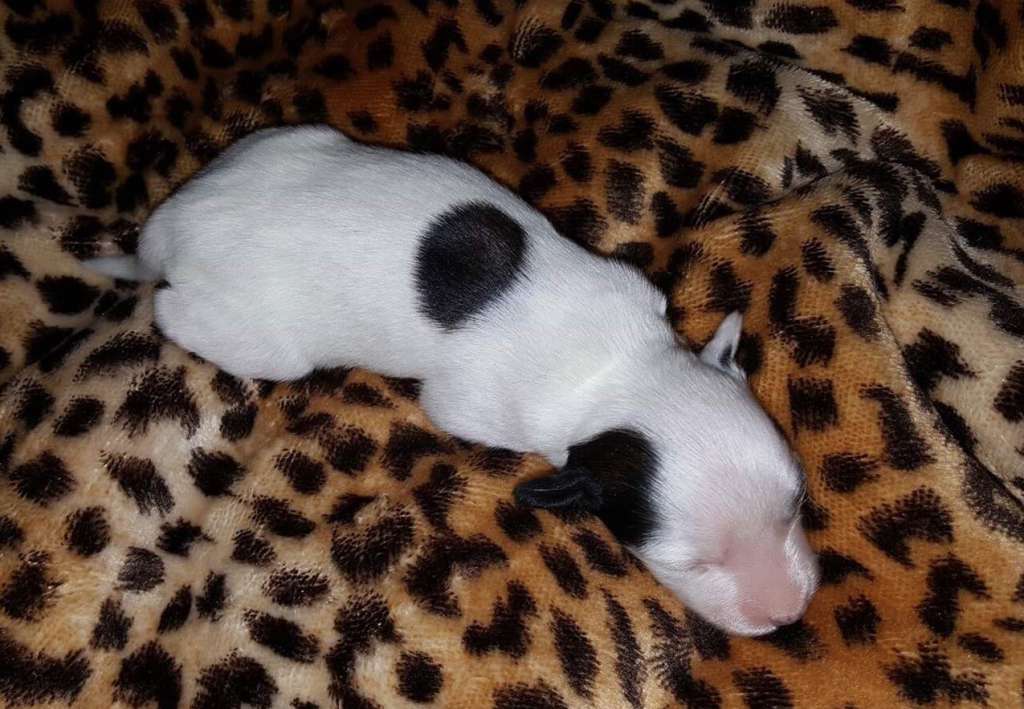 Deamor's Diamond Pink Star