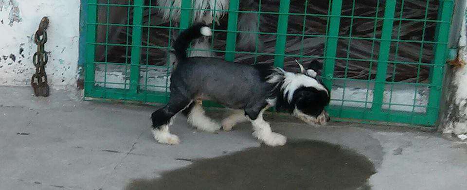 Zhen Hei Brisa De Amor