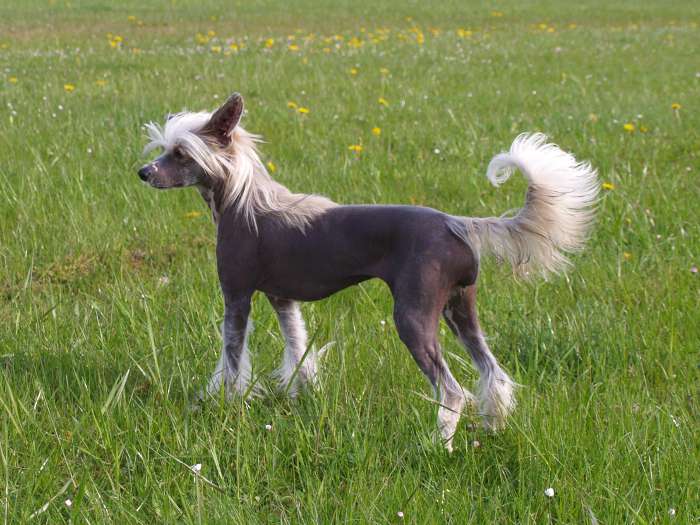 Etual Asandant Ilonka