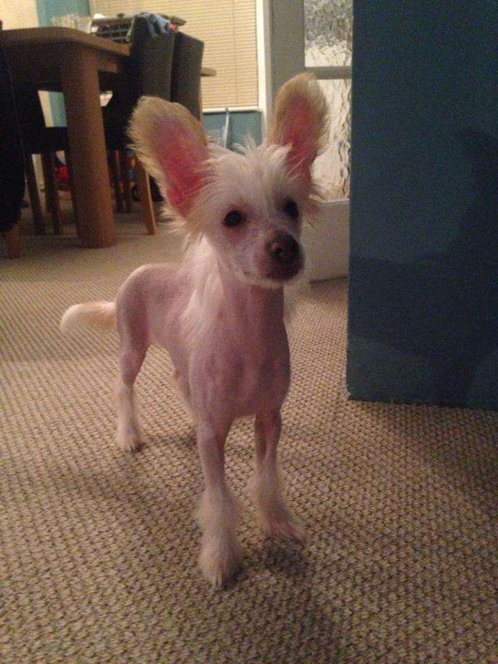 Scherzando Hija de Oro