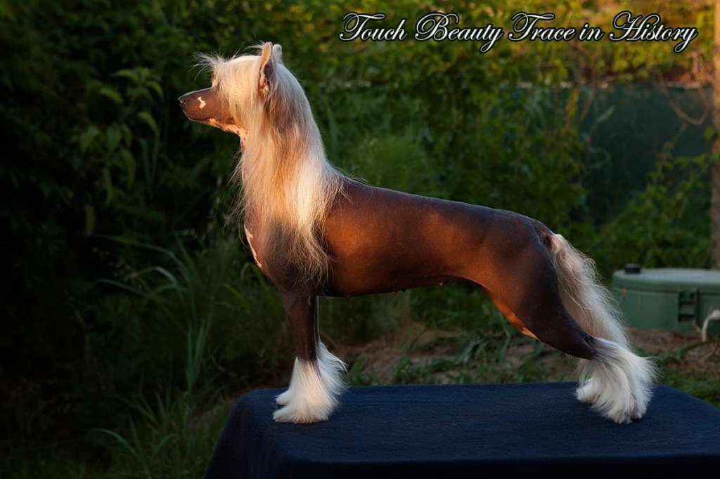 Touch Beauty Trace In History