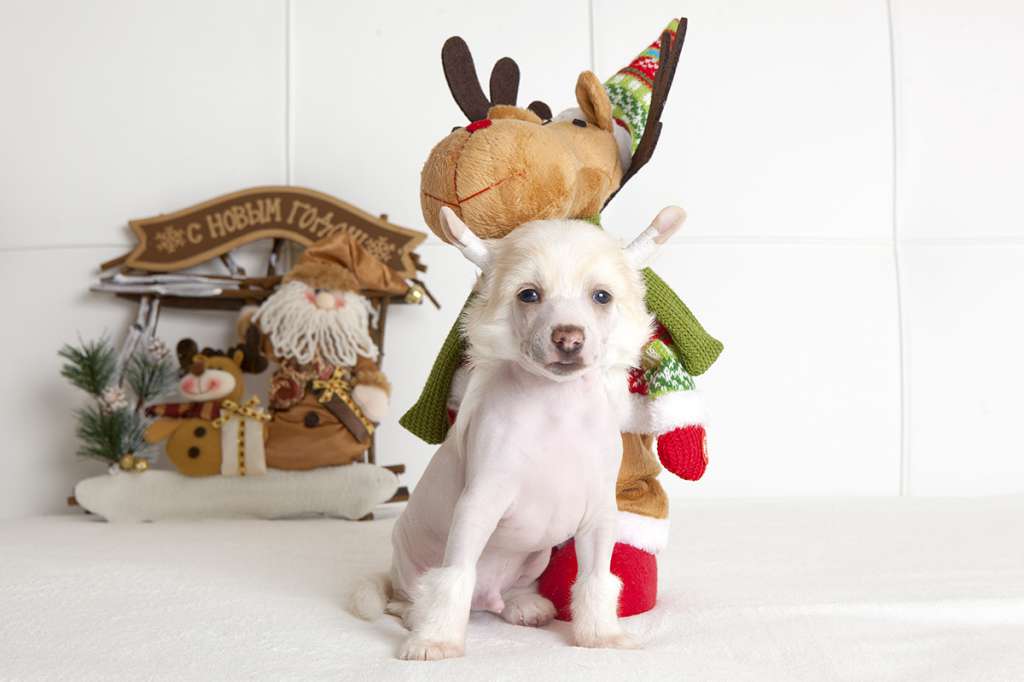 Touch Beauty Smiles Of Fortune