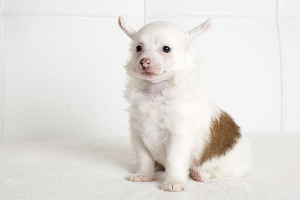 Touch Beauty Snow Party