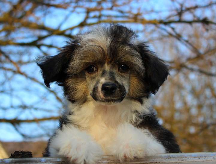 Angel O' Check Edward