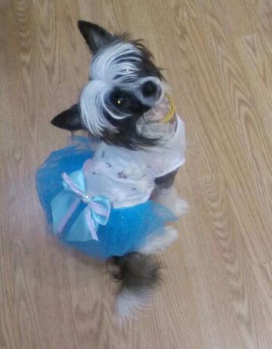 Ognenny Lotos Yarkaya Chernika