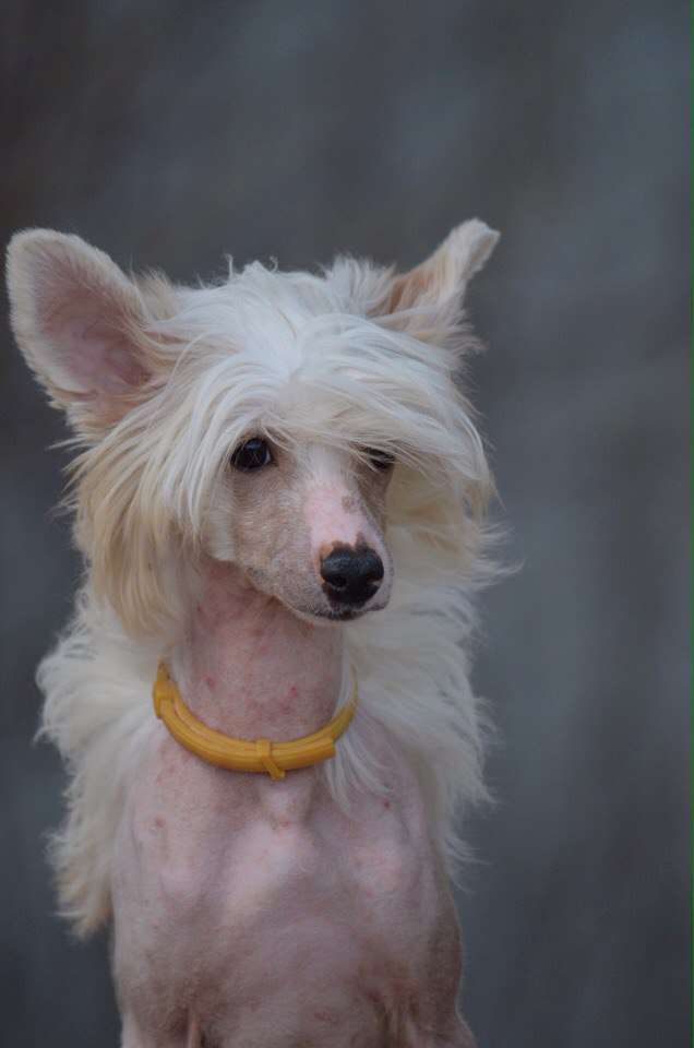 Ognenny Lotos Yagodnaya Eli