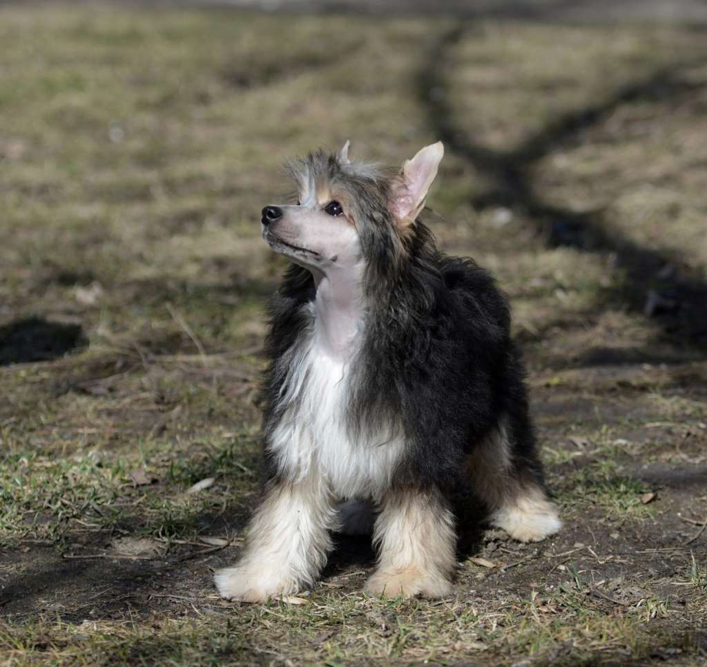 Hitline Ltd  Zentari