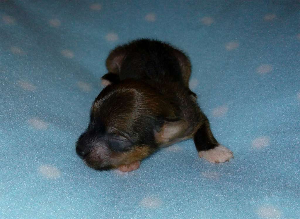 Wi-Bo-Nor's A Heart of a Diamond