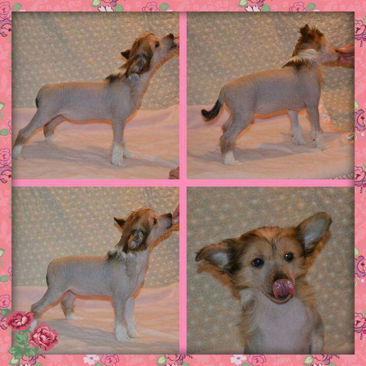 Wi-Bo-Nor's A Red Diamond as Father