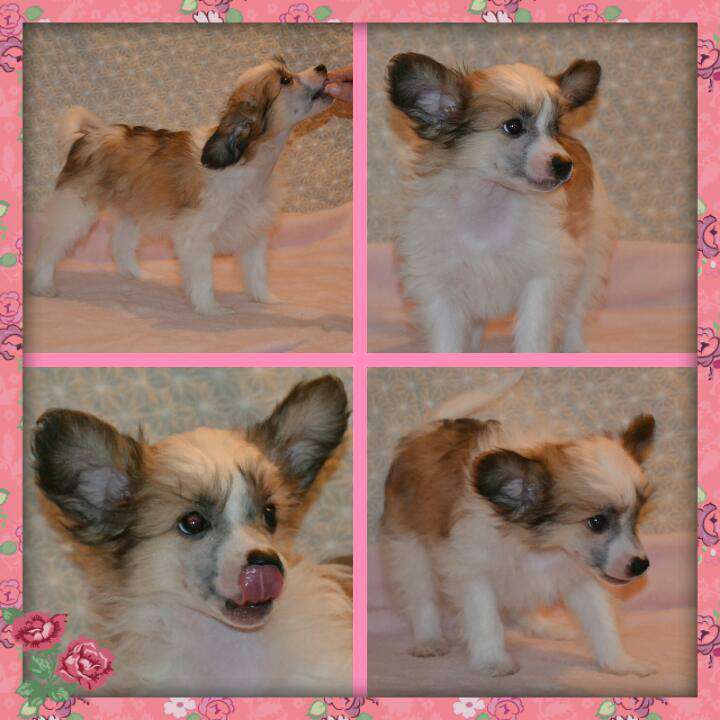 Wi-Bo-Nor's Among Shiny Diamonds