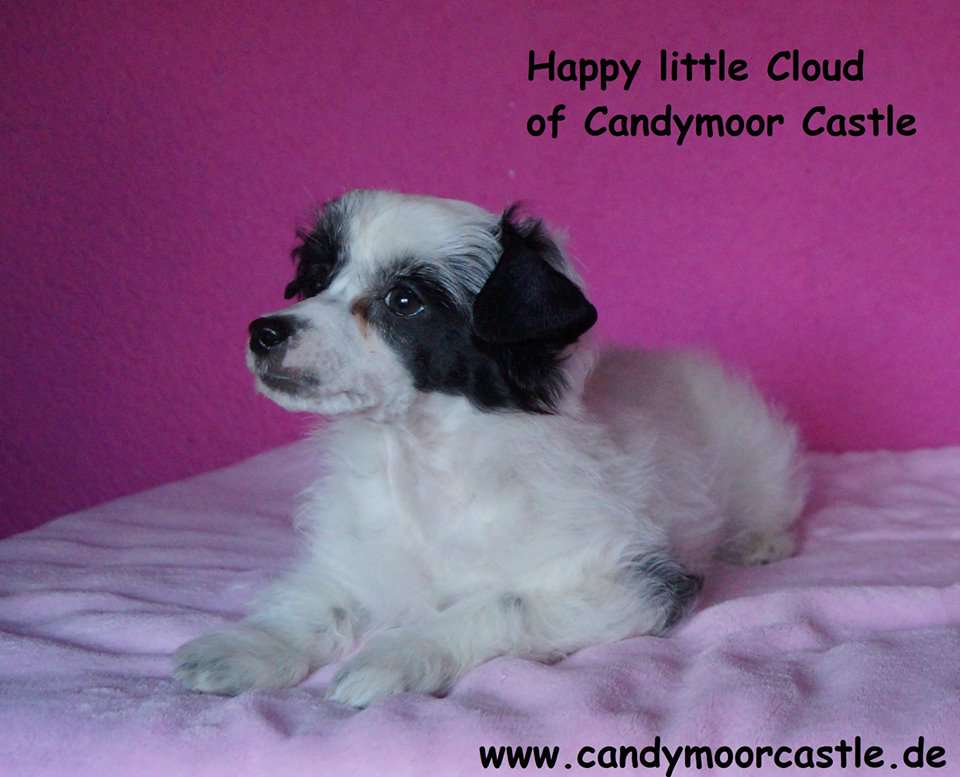 Happy little Cloud