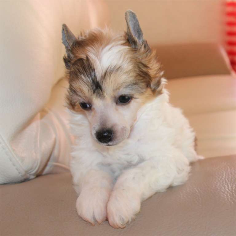 Méline des Zéphyrs de l'Olympe