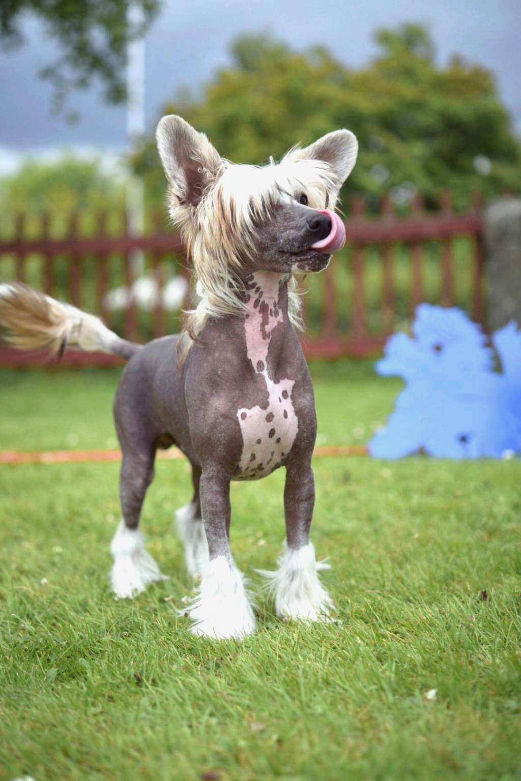 Jean Dark King Kong Song