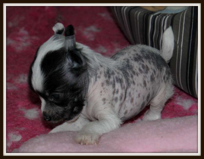 maiko du pavé de varennes