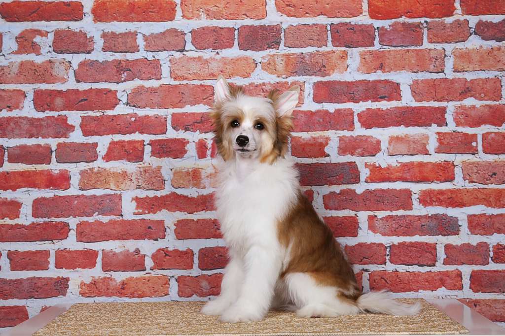 Incanto Del Mondo Talisman