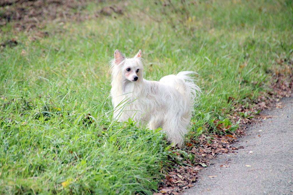 Zorro Winning Smile