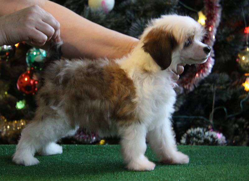 Zheneva-Debjut Nezhen