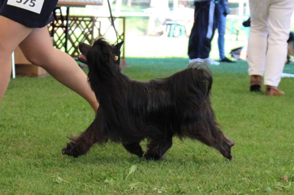 CARBON Modern Family