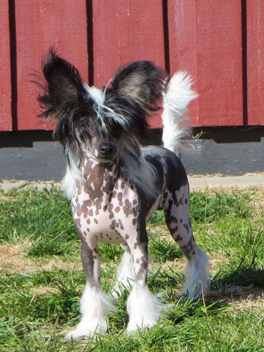 Amelion's Up Up and Away