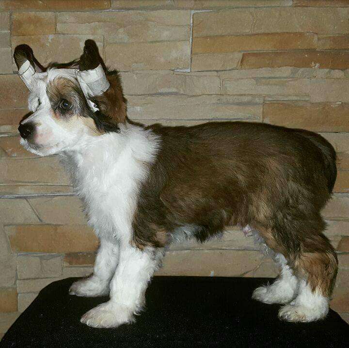 Pekin de Crestados Yin-yang