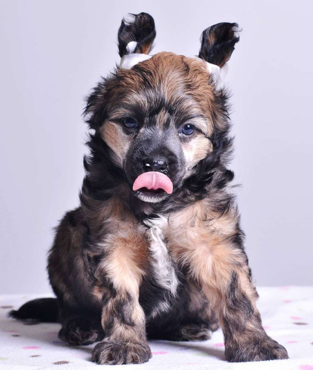 Cynamon Modern Family