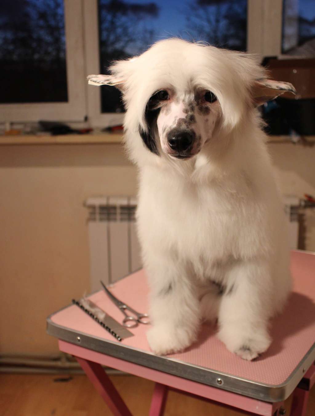 Balto Natalie' s beauty