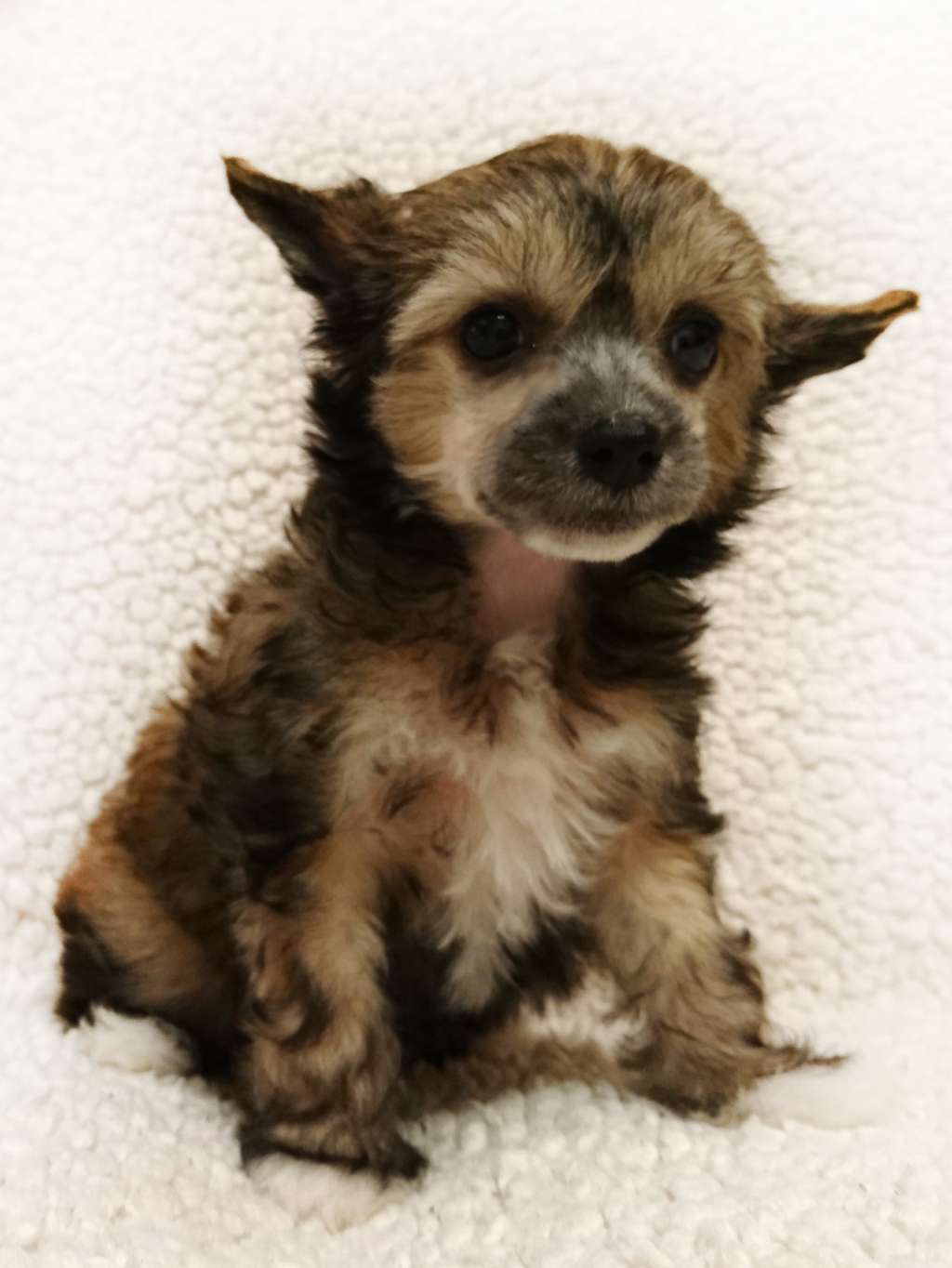 Fain Gold Kaliforniya