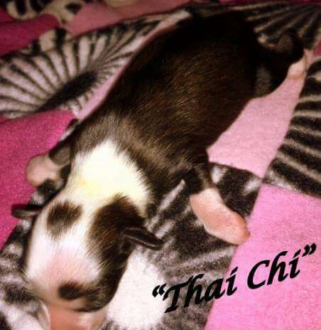 Mon petit chinois Thai Chi