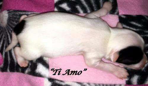 Mon petit chinois Ti Amo