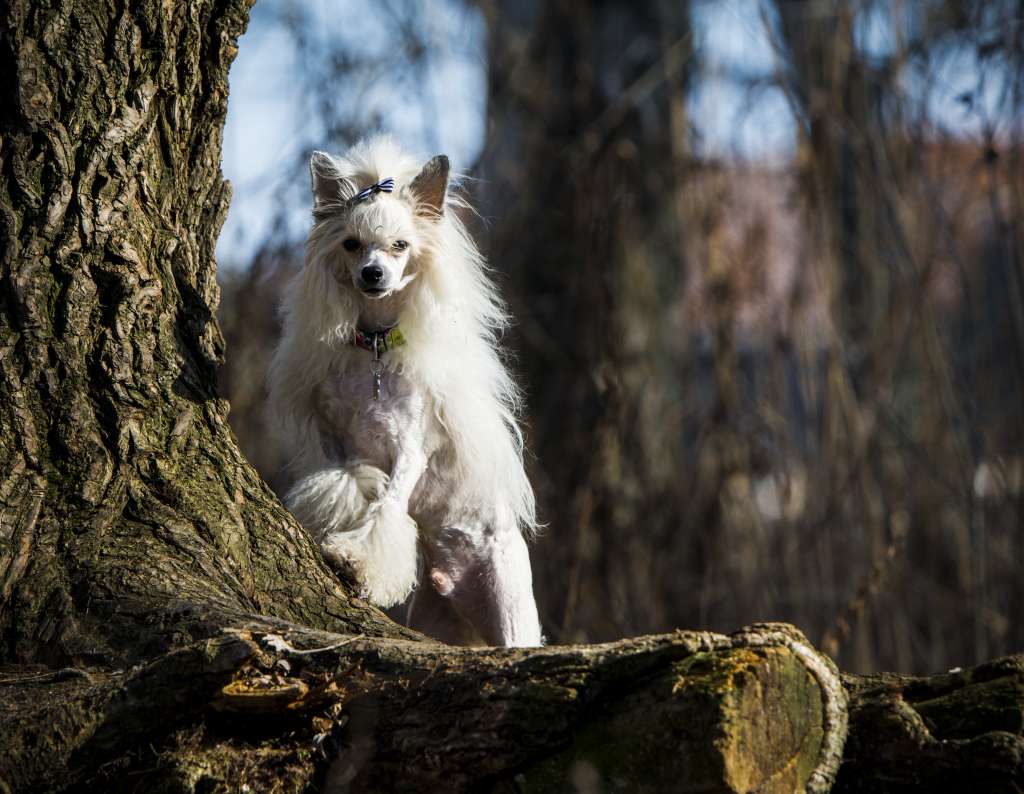 Junior Hakan Di Rabozi