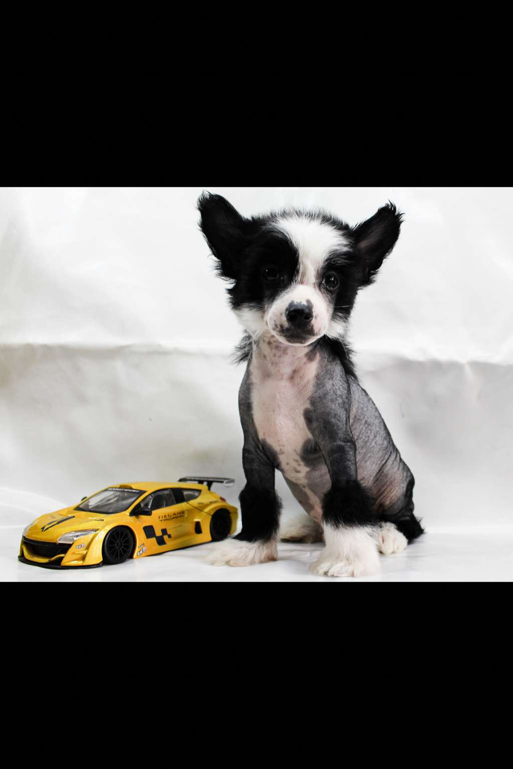 Tommy Majesty Dark Pearl