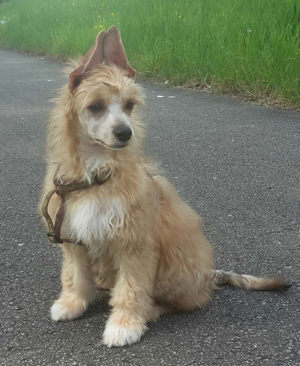 Etual Asandant Jaromir